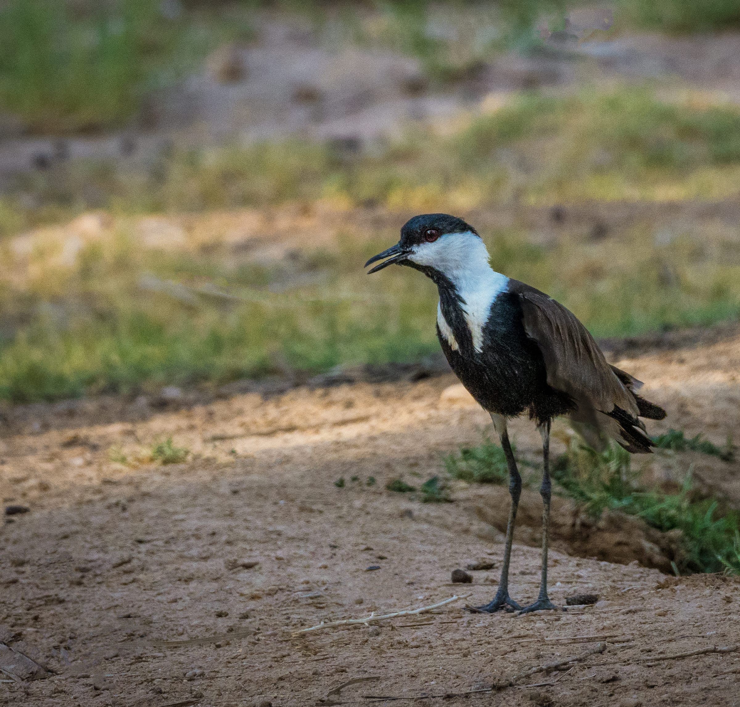 bird 1