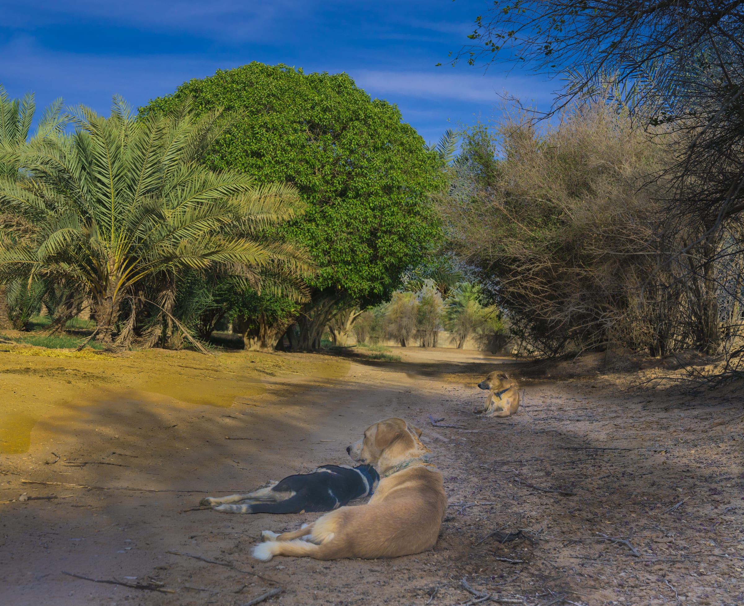 3 dogs