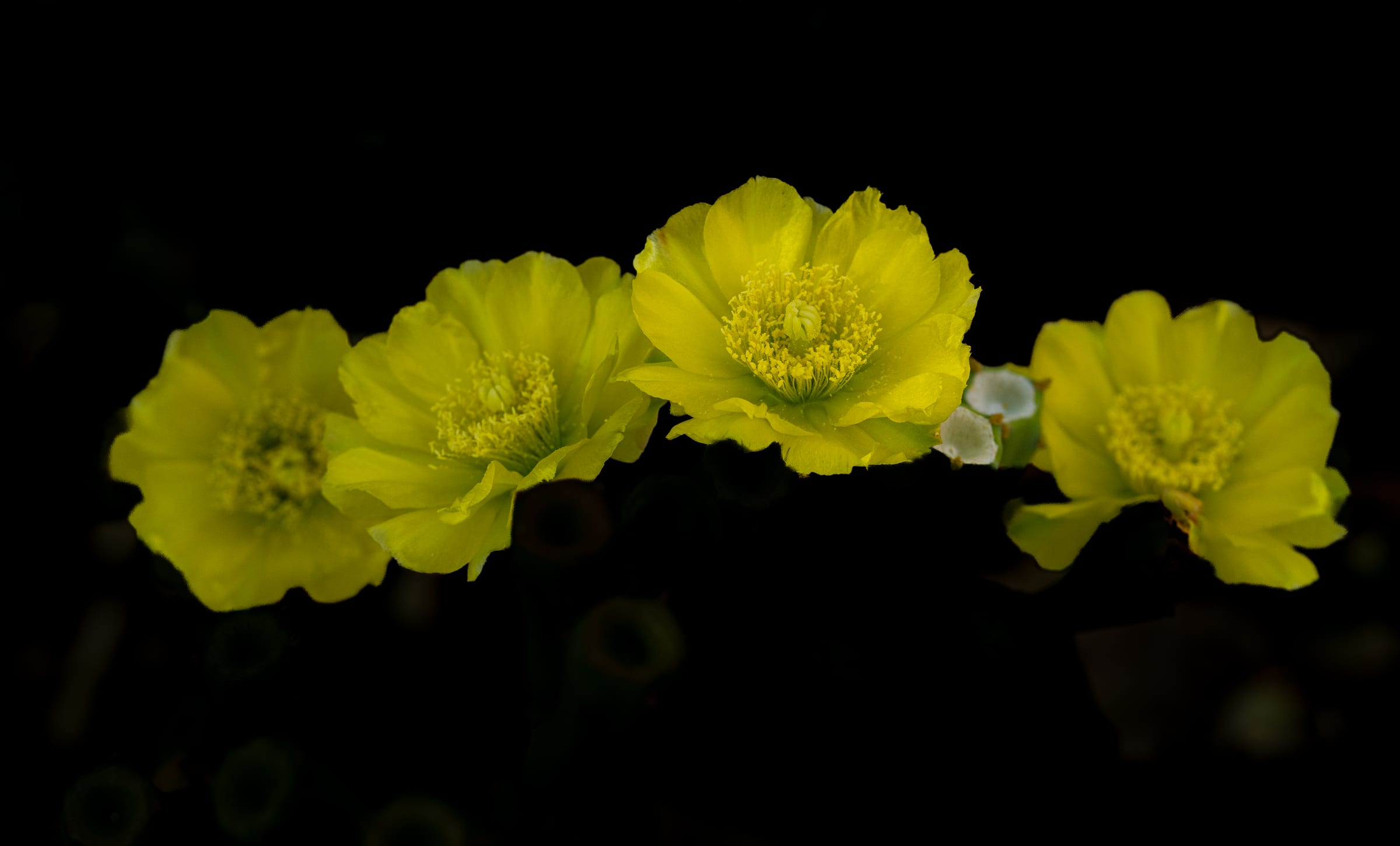 4 flpwers