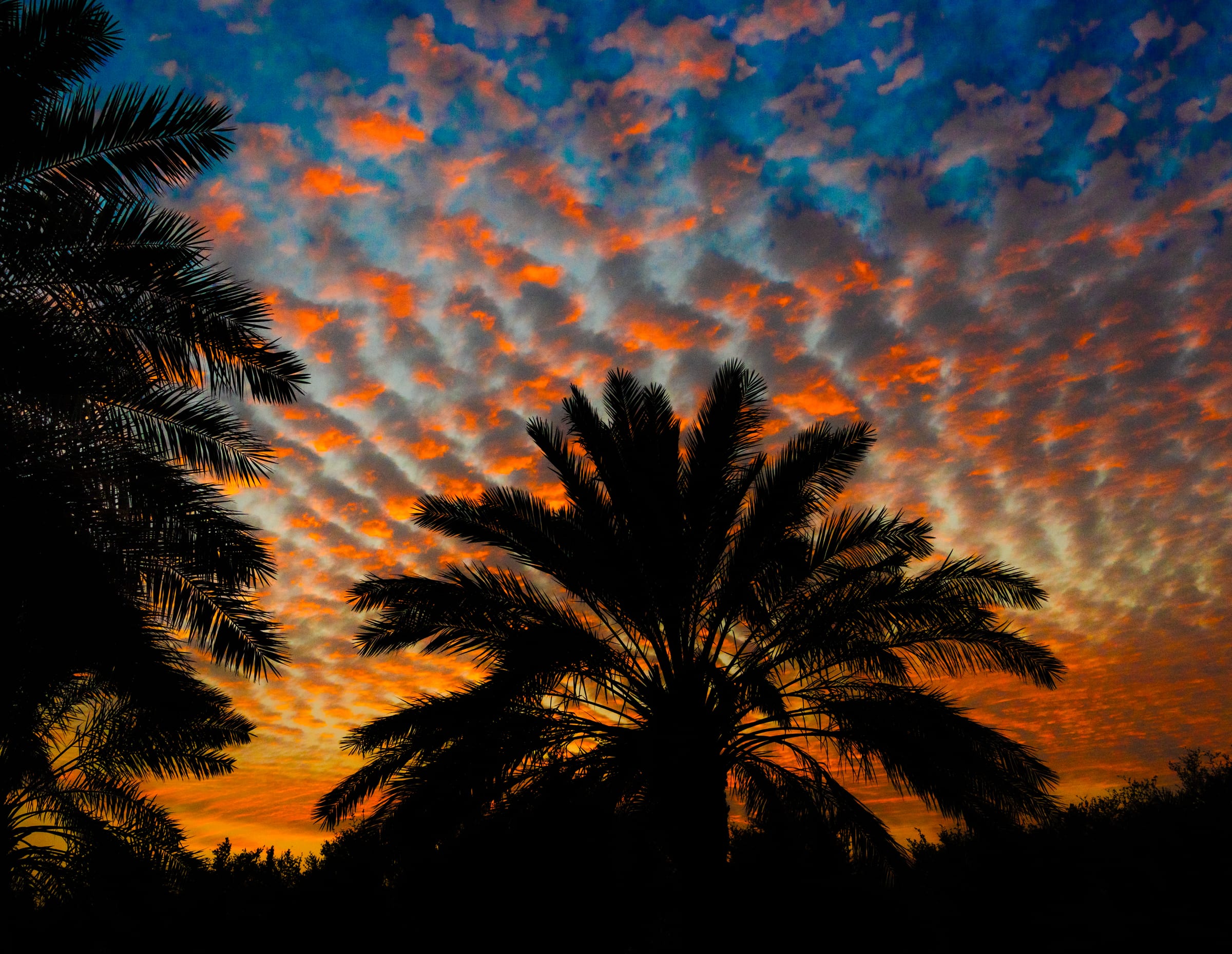 Beautiful Sunset in a Palm trees Farm