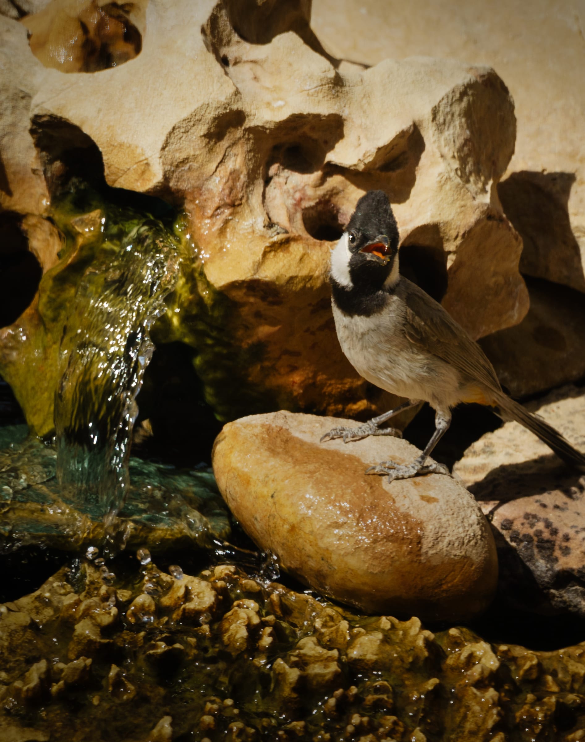 Bird at water bond July is hot