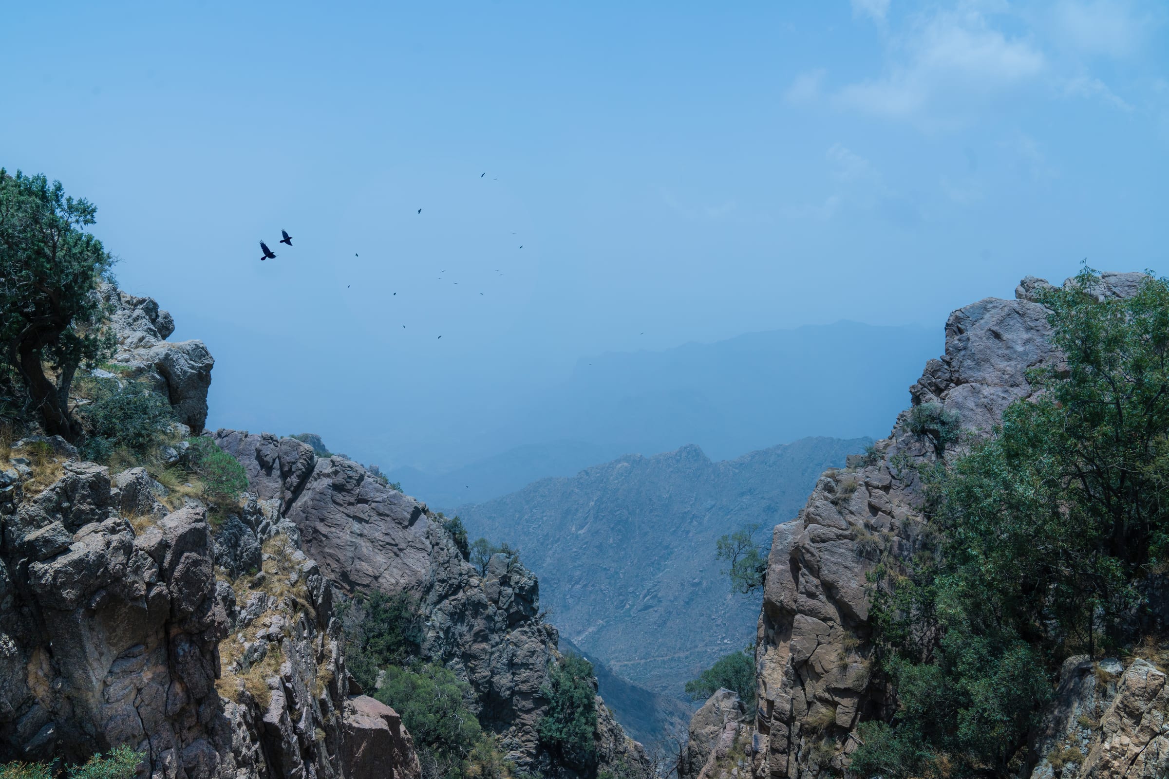 birds
