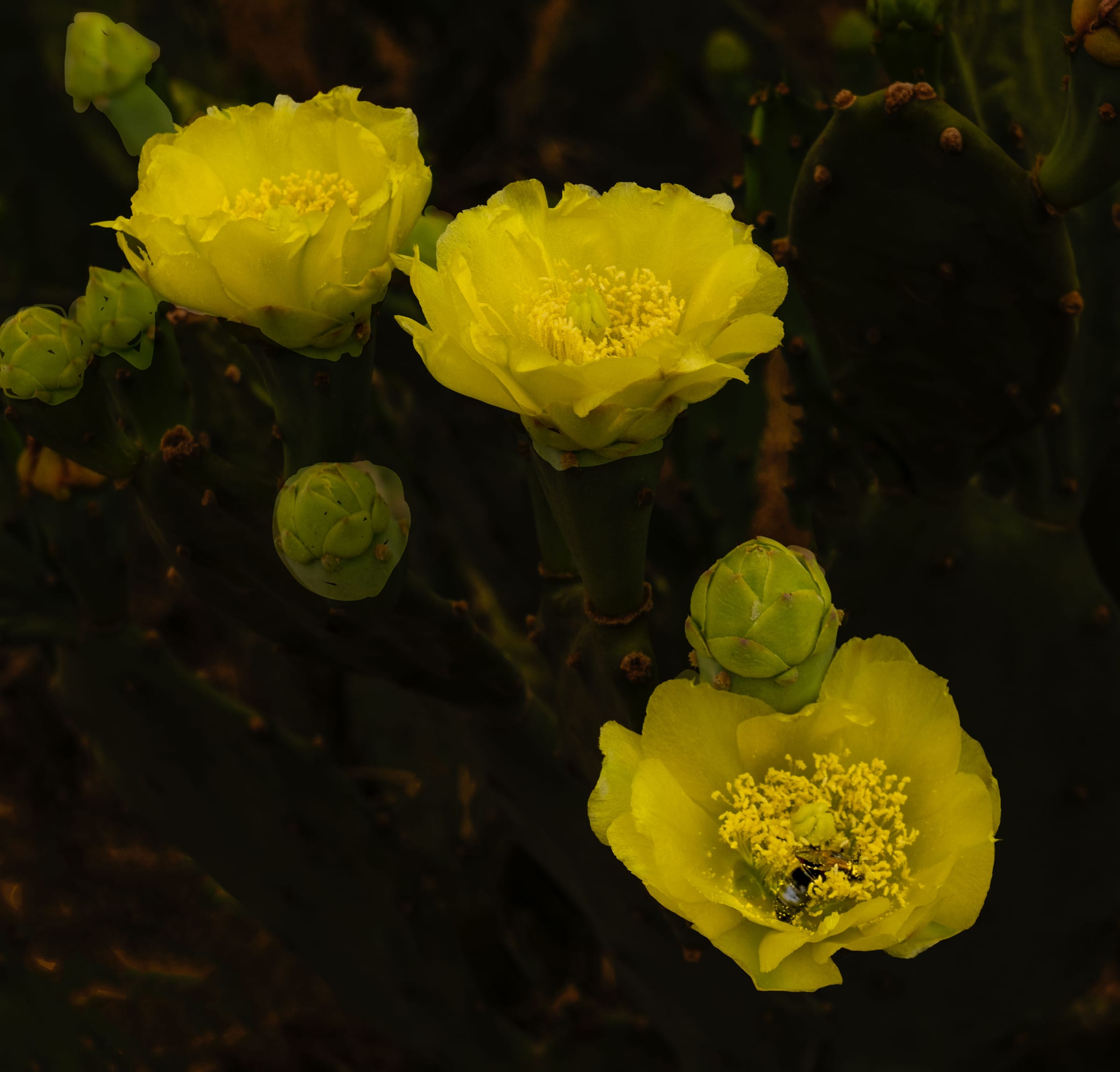 cactus flower