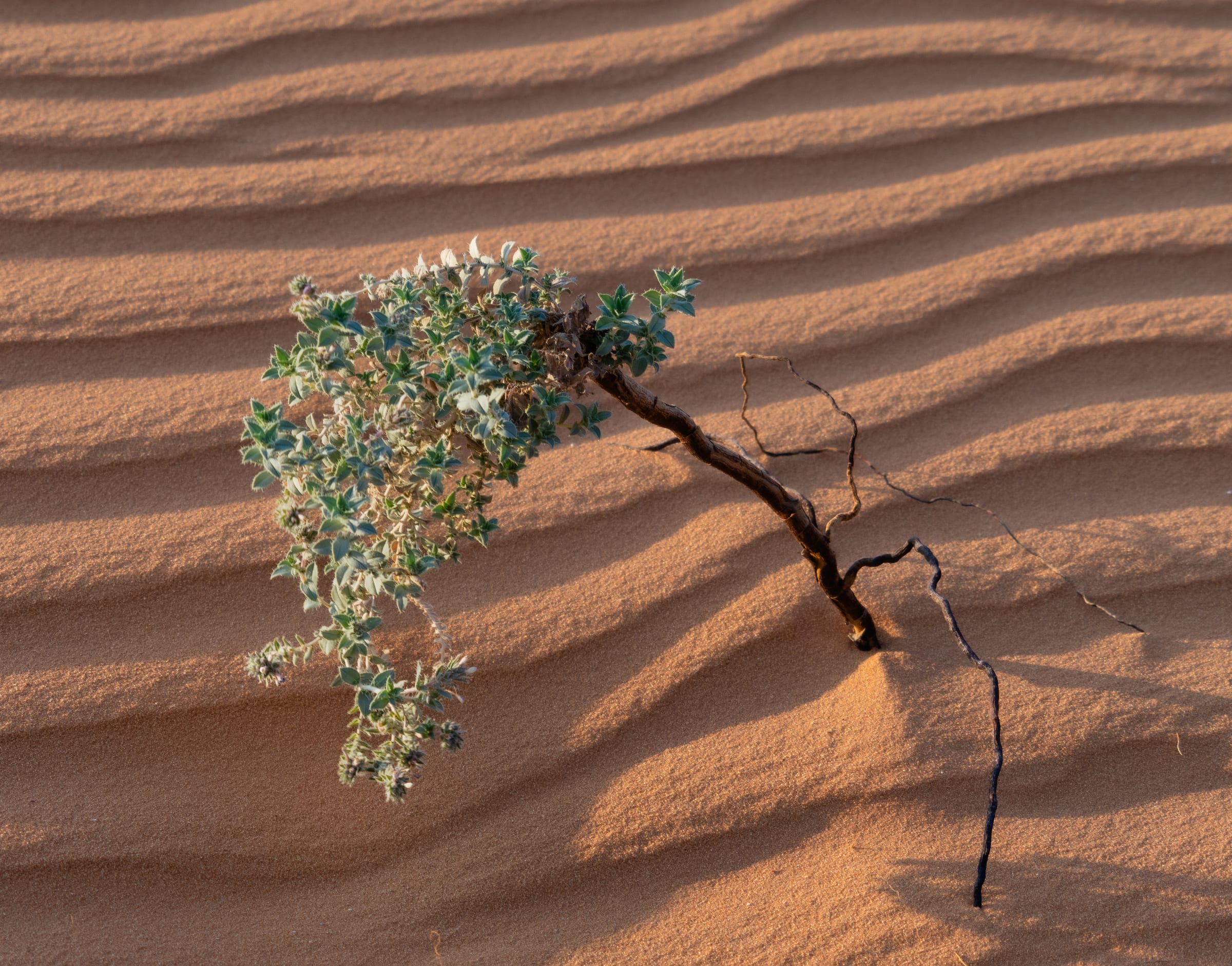 dunes after the rain