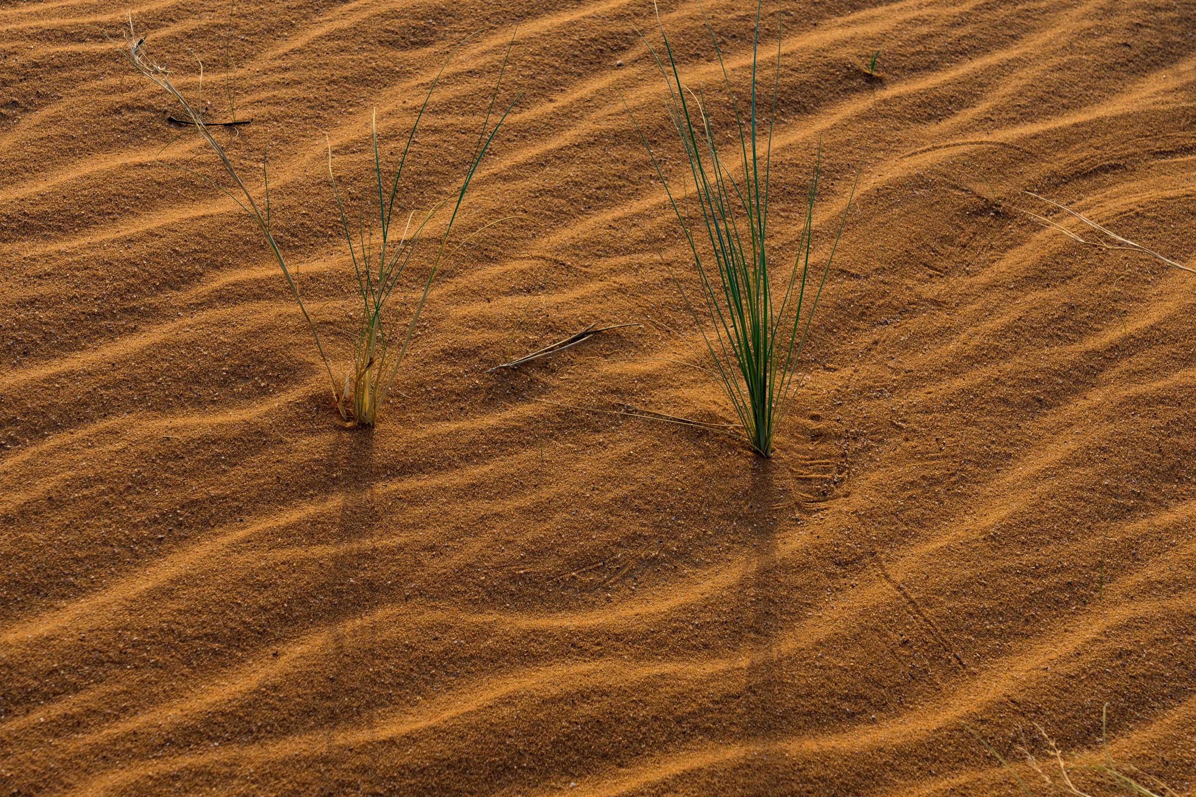 fragile plant 2023