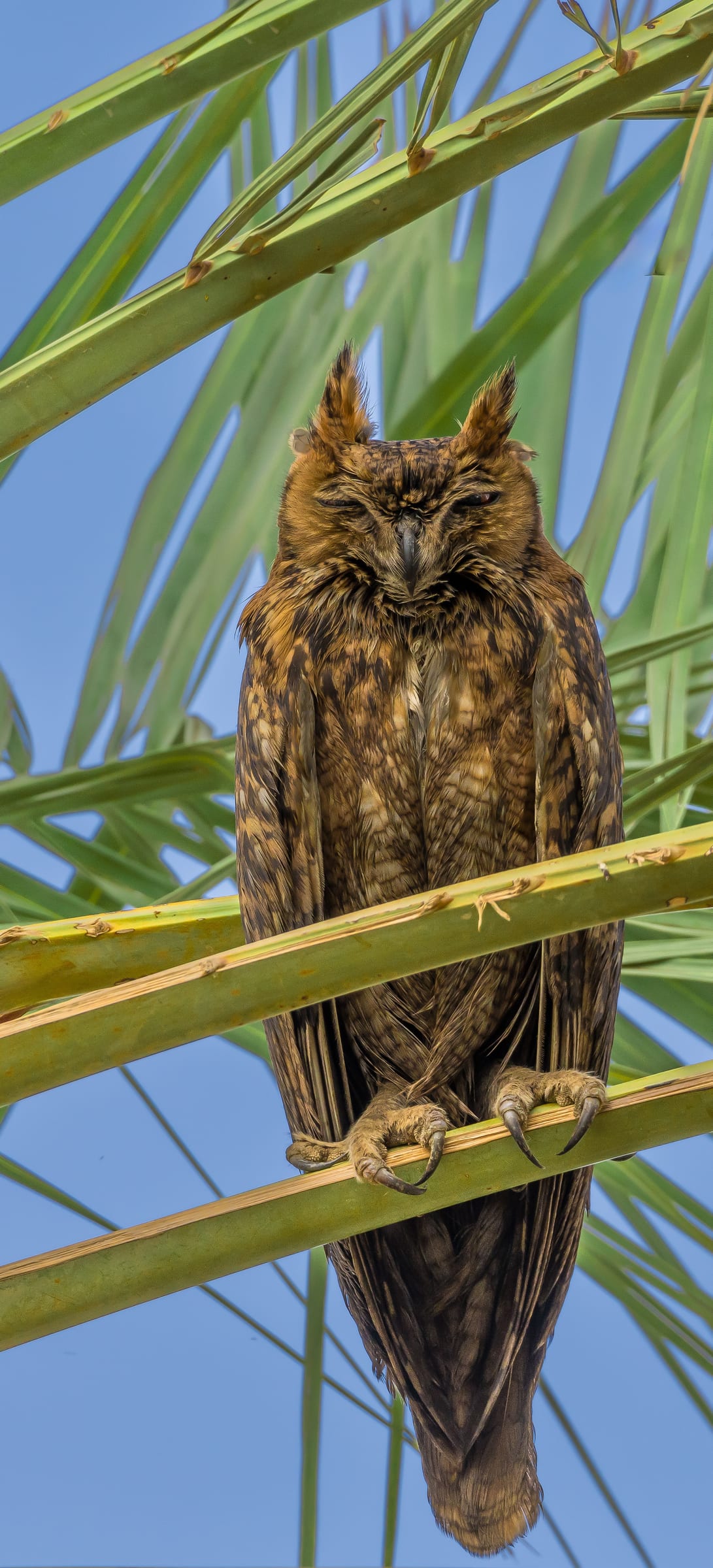 Horn owl Nov 23