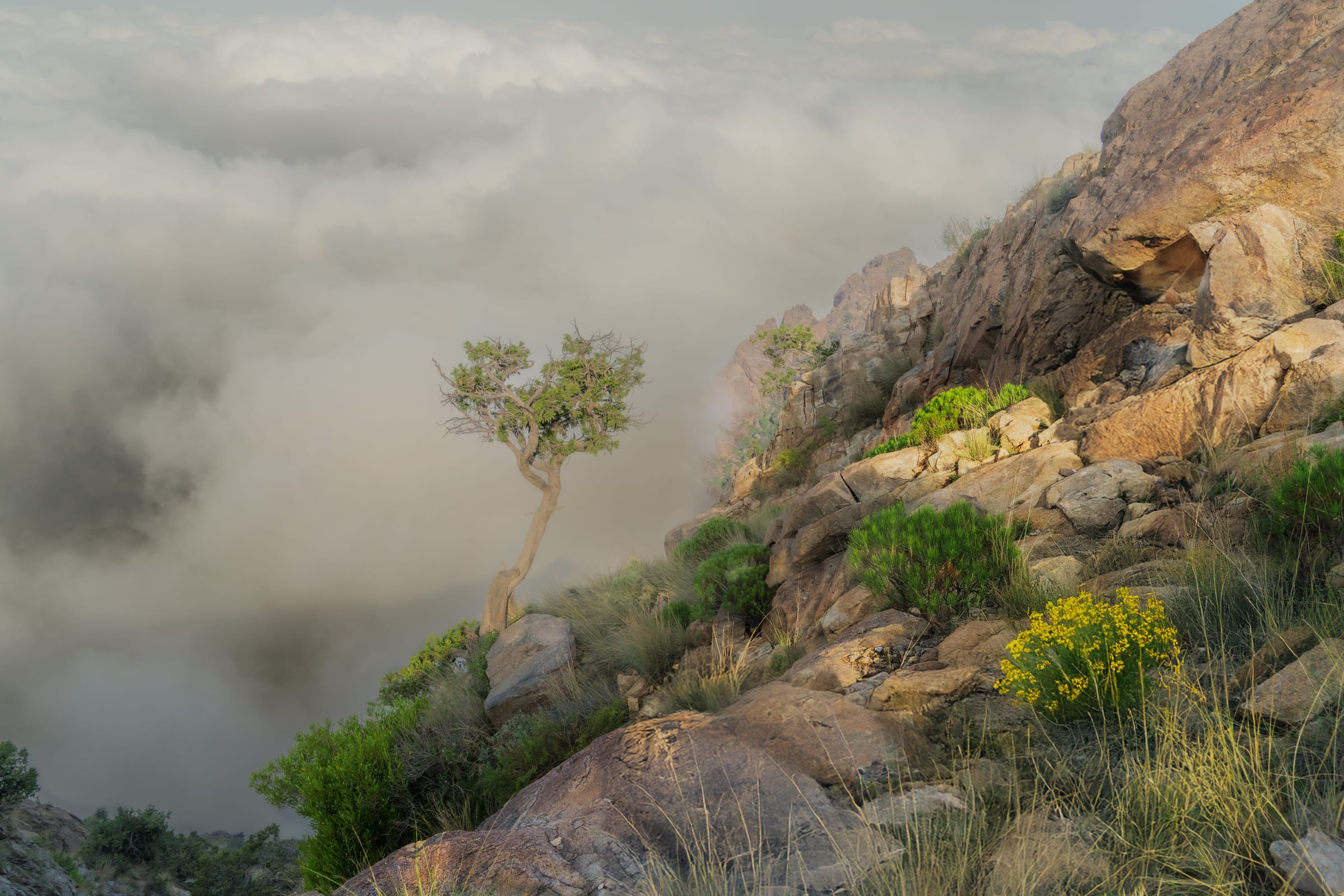 lonley tree