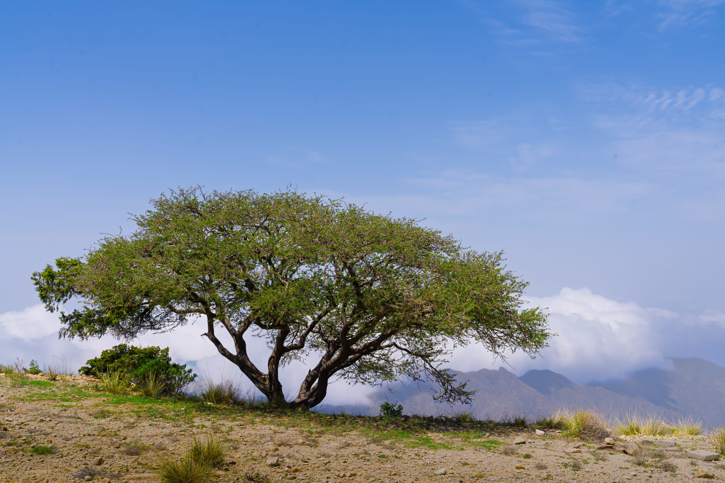 single tree unchanged