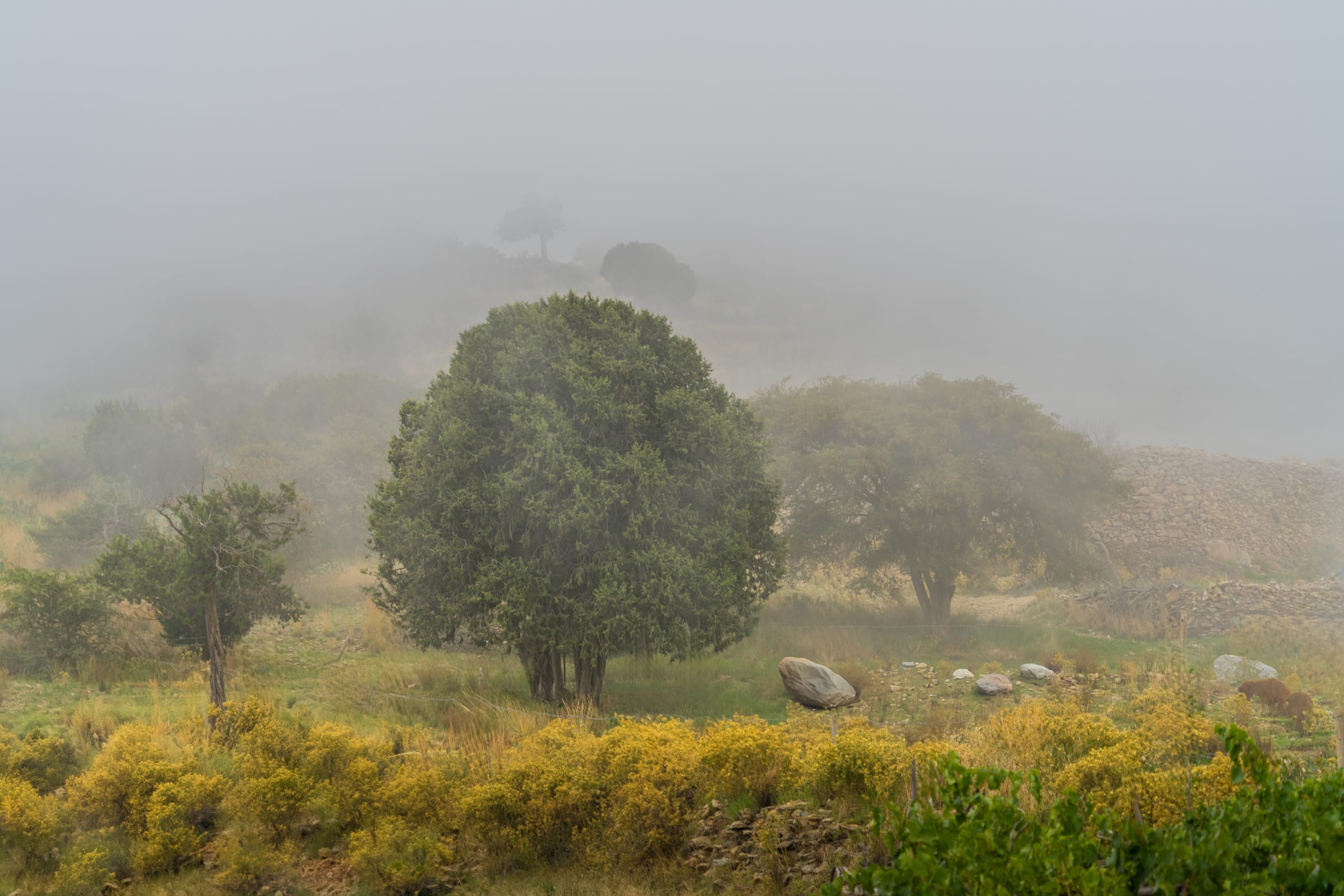 some trees in fog