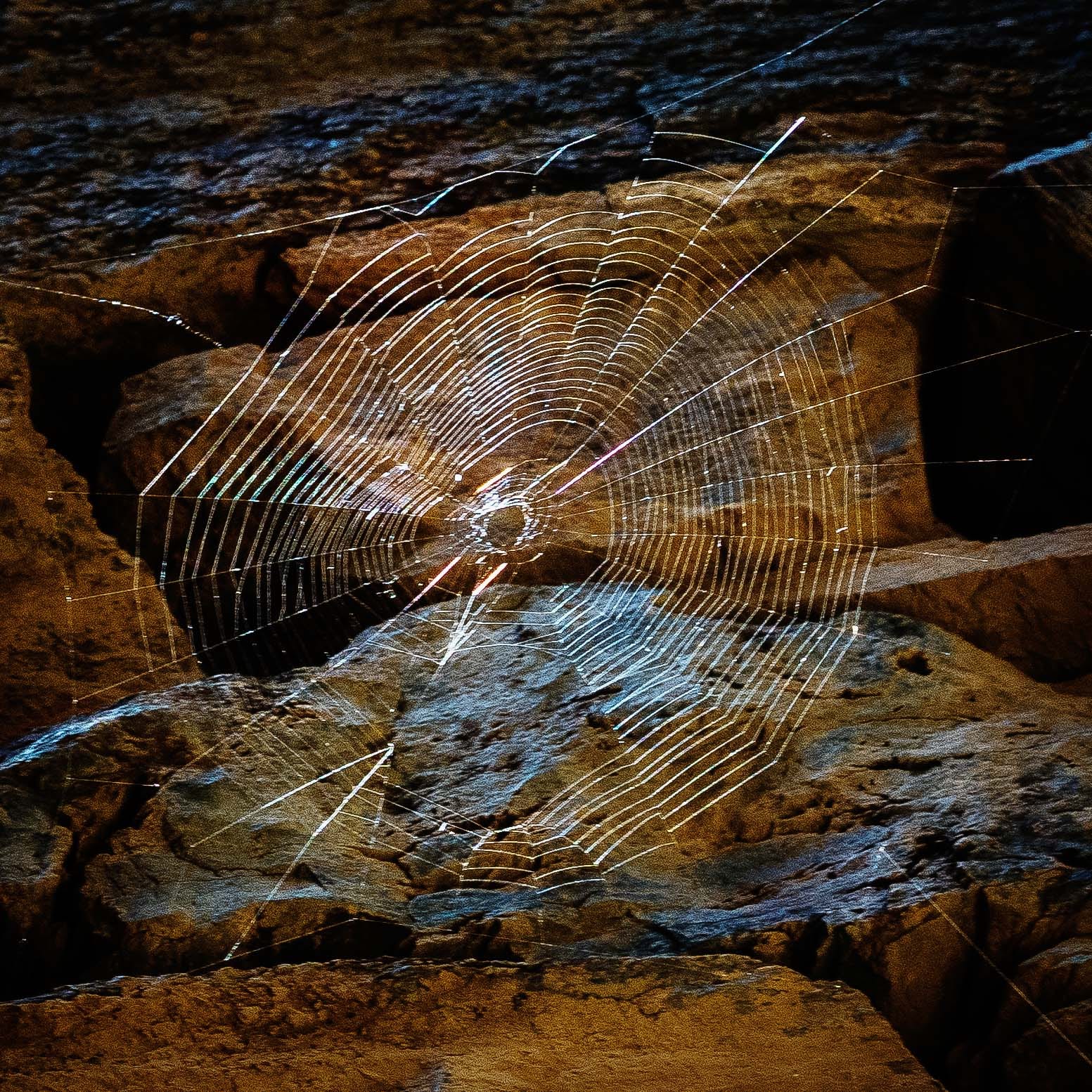 spider gold