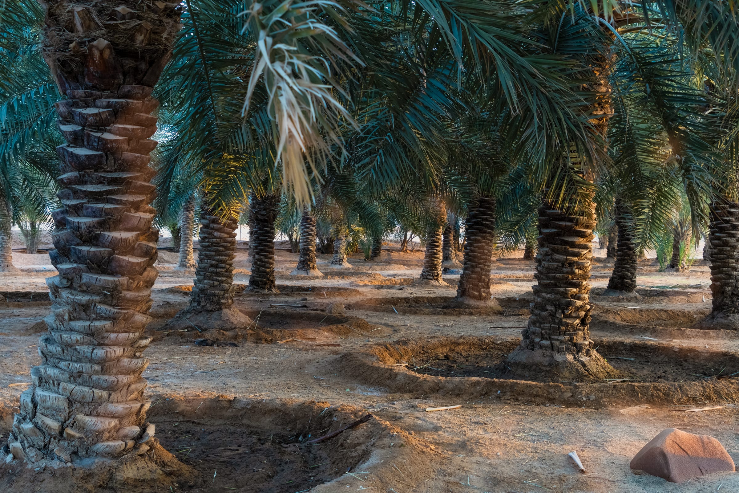 sun rise in palm treeshain