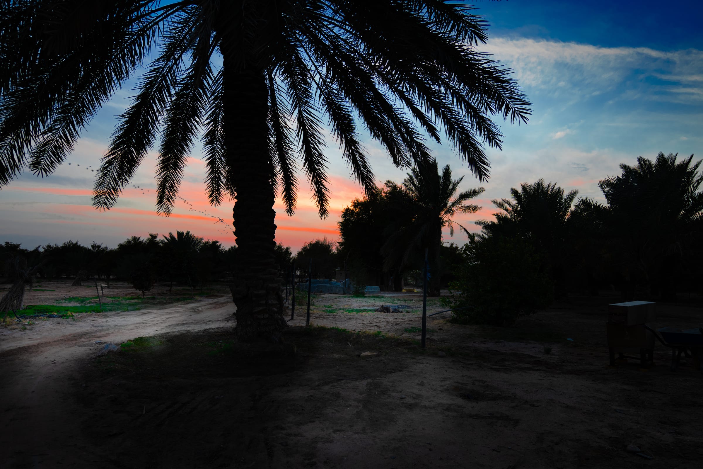 sun set flocks