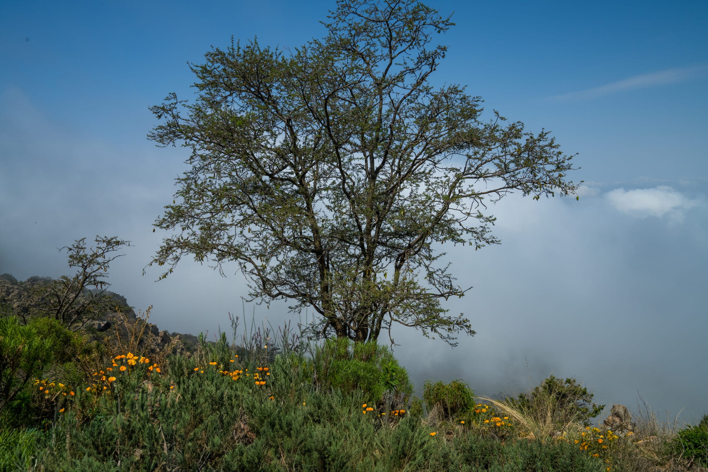 tree in fog and flowers
