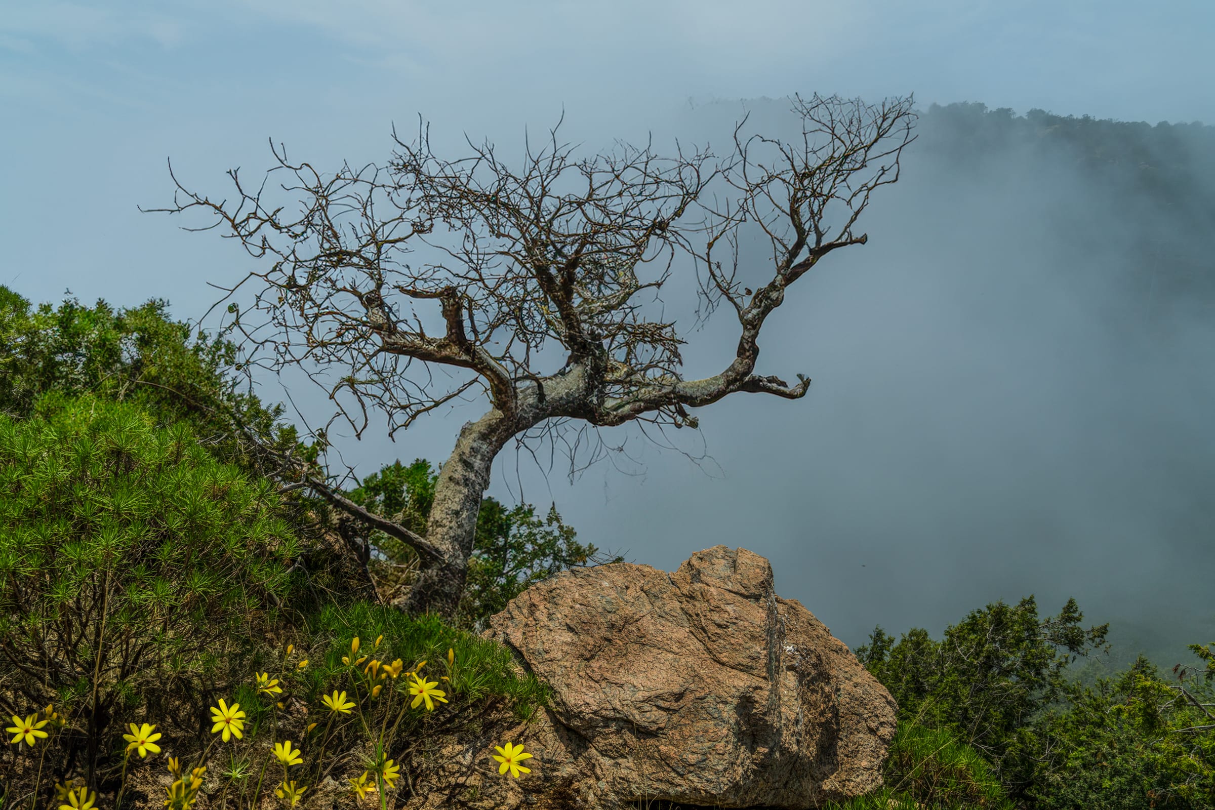 tree in storm