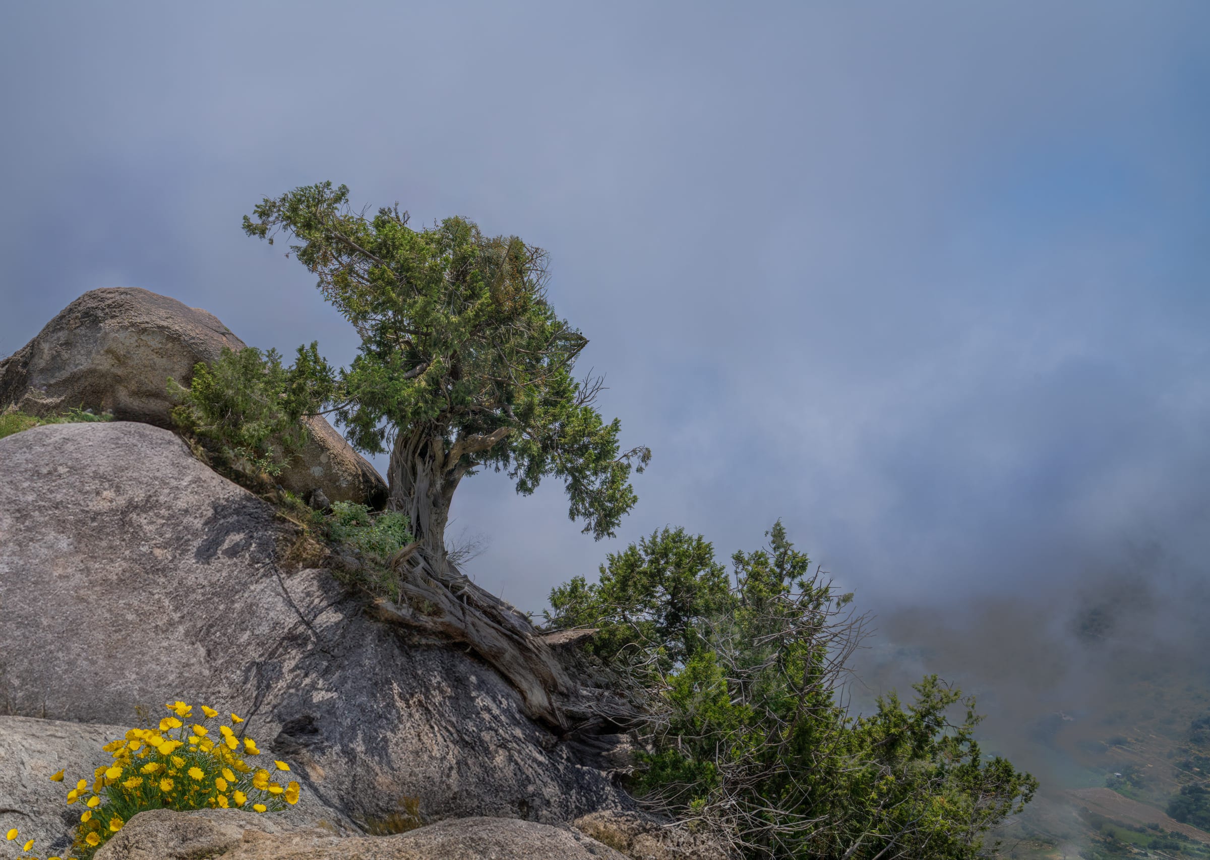 tree in the fog