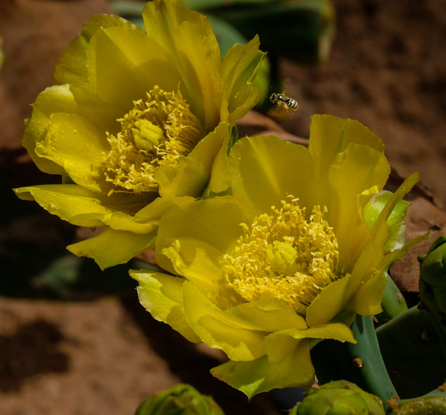 visit the flower