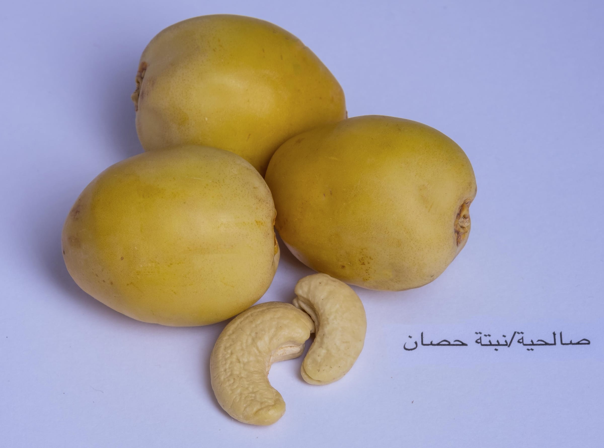 Salehia / Nabtat Hisan