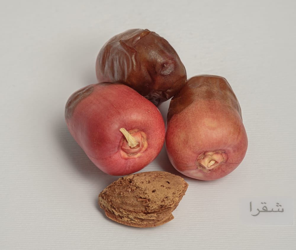 Shaqra